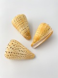 ダイミョウイモ　ナチュラル【約8～10ｃｍ/1個】  En: Beech Cone (Size:8-10cm, per 1pc)