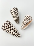 ナンヨウクロミナシ（自然）【約6～7ｃｍ/1個】 En: Conus marmoratus(Size:6-7cm, per 1pc)
