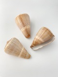 コゲスジイモガイ（自然）【約6～7ｃｍ/1個】 En: Conus Figulinus (size: 6-7cm, per 1pc)