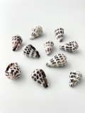 ミニマダライモ【約1.5～2.0ｃｍ/10個入】[メール便可-12袋まで]  En:Black-and-white cone (Size:1.5-2cm, per 10pcs)