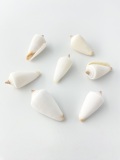 メンネルイモ【約3ｃｍ前後/10個入】[メール便可-12袋まで]   En:Conus furvus(Size:3cm, per 10pcs)