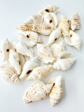 バナビイリス ブラウン（モンツキソデガイ）【約4～5ｃｍ】[メール便可-200ｇまで]   En:Strombus variabilis brown (Size:4-5cm) 貝殻