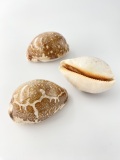 ハラダカラ大【約7±0.5ｃｍ】En:Map Cowrie (Size:7±0.5cm)