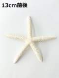 5月のお買い得 [20%OFF]スターフィッシュ【13ｃｍ前後】[メール便可 - 5個まで]（En：Finger Starfish, size: approx. 13cm） 貝殻