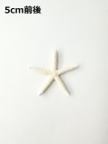 スターフィッシュ【5cm前後/10個】[メール便可 - 8袋まで]　（En：Finger Starfish, size: approx. 5cm)