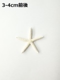 スターフィッシュ【約3～4cm/10個】[メール便可]（En：Finger Starfish, size: approx. 3-4cm)