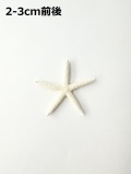 スターフィッシュ【約2～3cm/10個】[メール便可]（En：Finger Starfish, size: approx. 2-3cm)
