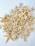 モミジB品【約2～4ｃｍ/約20ｇ】[メール便-4袋まで可]　En: Sugar starfish Ｂ-class(size:approx.2-4ｃｍ)