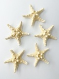 コブヒトデ★B品【7ｃｍ前後/5個入り】[メール便可-2袋まで]  En: Philippine starfish B grade (size:7cm, per 5pcs)