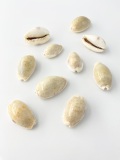 コモンダカラ【約2.0～3.5ｃｍ/10個】[メール便可-8袋まで]  En:Eroded cowrie (size: 2.0-3.5cm, per 10pcs)