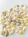 タカラガイミックス【約1.5～2.5ｃｍ】[メール便可-400ｇまで]   En:  Small cowrie assorted (Size:1.5-2.5cm,)