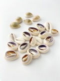 タカラガイカットNo.2(ハナビラダカラ)【約1.8～2.5cm/10個】[メール便可] En:Cowrie Cut