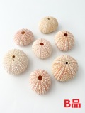 ピンクウーチンB品【約4～6cm/5個】 En:Pink urchin B grade(Size:4-6cm)