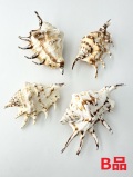 クモガイタイガーB品【約11～14ｃｍ/1個】En: Lambis Lambis B grade - Tiger (size:11-14cm, per 1pc) 貝殻