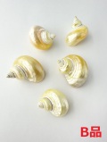 キングチサザエ磨きＢ品【約3～5cm/5個入】 En: Turbo Gold Mouth pearlized B grade(Size:3-5cm, per 5pcs) 貝殻