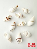 ポルトロイデスB品【約3～5ｃｍ/10個】[メール便可-6袋まで]  En: Hel Partuloides B grade (size:3-5cm, per 10pcs) 貝殻