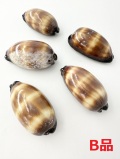 タルダカラガイ-B品-【約6～7ｃｍ/1個】 En: Talparia talpa B grade (Size:6-7cm, per 1pc) 貝殻