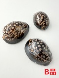 ハチジョウダカラＢ品【6ｃｍ前後/1個】 En:chocolate cowrie B grade (Size: approx. 6cm, per 1pc) 貝殻