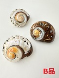 サマルティクス磨き-Ｂ品-(リュウオウスガイ)【約5±0.5ｃｍ/1個】 En: Turbo sarmaticus B grade(size:5±0.5cm, per 1pc) 貝殻
