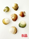 フロリダ-Ｂ品-【約3～3.5ｃｍ/5個】En:Hel Florida B grade (size:3-3.5cm, per 5pc) 貝殻