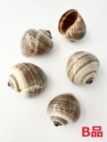 アンプラ-B品-【約4～5ｃｍ/5個入】   En: Bulla ampullacea B grade(Size:4-5cm, per 5pcs) 貝殻
