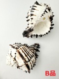 ムレックスネグリトス-B品-【約13～14ｃｍ/1個】  En:Hexaplex nigritus B grade (Size:13-14cm, per 1pc) 貝殻