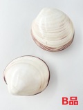 ヌノメガイ（磨き）B品【約9ｃｍ/1個】  En: Fembria swerby B grade(Size:9cm, per 1pc) 貝殻