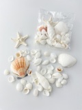 スモールシェルパック　 Type B　【約1～6ｃｍ/1個】[メール便可-6袋まで]  En: Small shell pack type-B (size:1-6cm, per 1pac) 貝殻