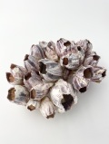 フジツボ【約18～20cm/1個】 En: Barnacles (size:20±1cm, per 1pc)