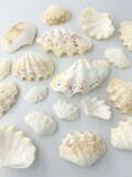 12月のお買い得 [10%OFF]シャコガイ片面ミックス(漂白済)【約5～12ｃｍ/約1ｋｇ】  - Not for overseas sale -