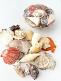 貝殻詰め合わせ-カゴ入り-【1個】 貝殻