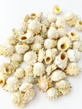 ハグルマウラウズ【約2～3ｃｍ】[メール便可-300gまで] 　En:  Astralium calcar (Size:2-3cm)