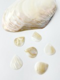 貝殻ギターピッグ（淡水真珠貝）【約2.5×3cm/1枚】[メール便可]まとめ買い10%OFF En:  Shell Guitar Pick feshwater pearl