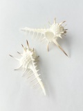 11月のお買い得 [20%OFF]クロトゲホネガイ【7cm前後/2個】  En: Murex nigrispinosus (size:approx.7cm, per 2pc)