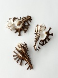 トゲナガイチョウガイ【約4～5ｃｍ/1個】 En:Homalocantha scorpio(size:4-5cm, per 1pcs)