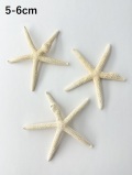 スターフィッシュ（コブつき）【約5～6cm/1個】[メール便可 80個まで]　（En：Finger Starfish lump, size: approx. 5～6cm)
