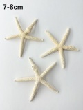 スターフィッシュ（コブつき）【約7～8cm/1個】[メール便可 20個まで]　（En：Finger Starfish lump, size: approx. 7～8cm)