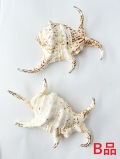スイジガイ(水字貝)-B品-【20ｃｍ前後/1個】En: Lambis chiragra  B grade (size:20ｃｍ, per 1pc) 貝殻