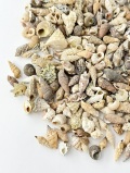 巻貝ミックス-ナチュラル-【約0.7～2.5ｃｍ】[メール便可-400ｇまで]  En: Assorted Snails (Size:0.7-2.5cm)
