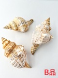 イトマキボラ-B品-【12ｃｍ前後/1個】En: Facsciolaria Trapezium Bgrade(size:12cm/1pc) 貝殻
