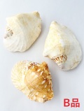 ゴホウラ-B品-【約10～12ｃｍ/1個】En:Strombus latissimus B grade(size: 10-12cm, per 1pc) 貝殻