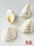 テクトスピラミス真珠磨き-B品-【4ｃｍ前後/1個】Tectus Pyramis pearlized B grade(Size:4cm/1pc) 貝殻
