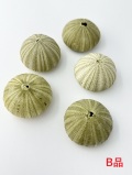 グリーンウーチンB品（バフンウニの仲間）【約4～6ｃｍ/5個】En: Green urchin B grade(size:4-6cm/5pc)