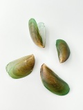 ミドリイガイ(両面)【約4.5～6ｃｍ/1組】   En:  Perna viridis pair (Size:4.5-6cm, per 1pcs) 貝殻