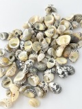 ポリタ(アマオブネ)【約1～2.5ｃｍ】[メール便可-400gまで] En: Neritiidae (size:1-2.5cm)