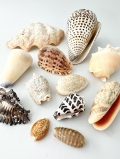不思議発見セット【2～13ｃｍ程度/約12個】 En: Shells assorted(size:2-13cm, per 12pc)