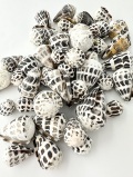 マダライモ【約2.5～5ｃｍ/約500g】  En: Olive shell(size: 2.5-5cm, per 500g)