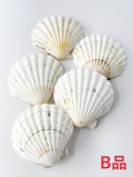 イタヤガイB品【8ｃｍ前後/5枚入】En: White scallop  B grade (size:8cm, per 5pcs)