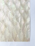 貝殻シート#14（ホワイトアバロン）【シートサイズ14cm×24cm　厚さ0.18mm-0.2mm 】   En: Shell veneer -white abalone- (Size:14*24cm, thk:0.18-0.2mm, per 1pc)