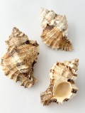 クダモノツブリボラ【約8～9cｍ/1個】  En: Phyllonotus pomum (Size:8-9cm per 1pc) 貝殻